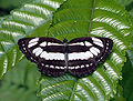 Thumbnail for version as of 02:17, 9 November 2011
