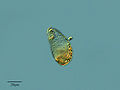 Thumbnail for version as of 10:07, 6 March 2009