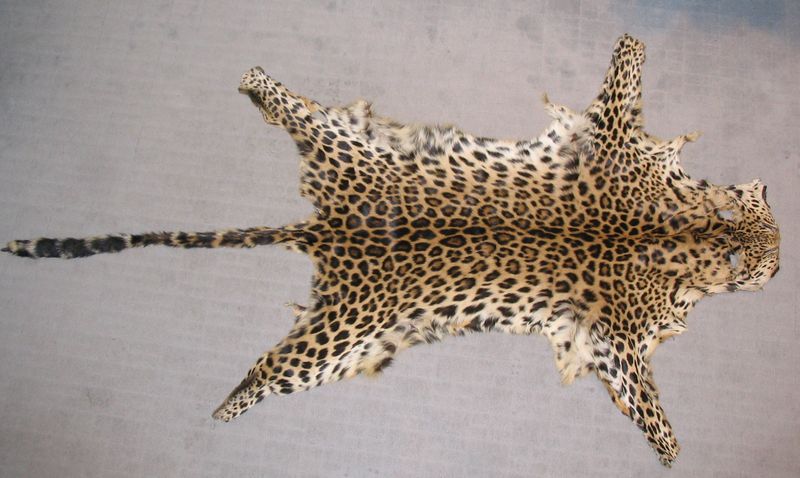 File:Leopard fur-skin 1.jpg