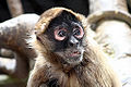 Thumbnail for version as of 04:28, 26 February 2010
