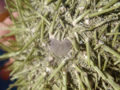 Thumbnail for version as of 23:48, 25 November 2007