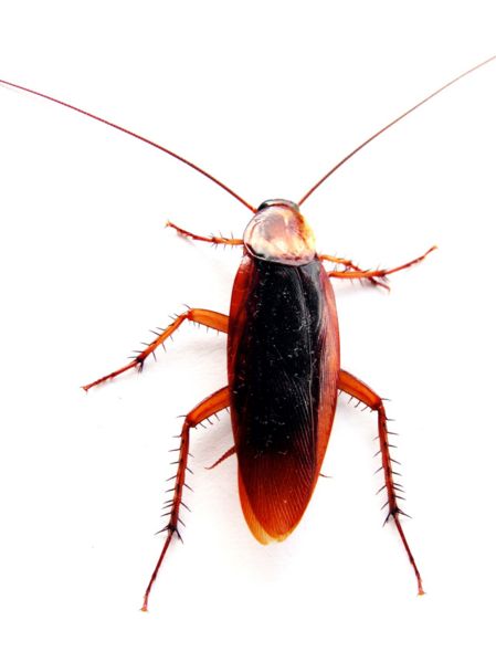 File:Cockroach closeup.jpg