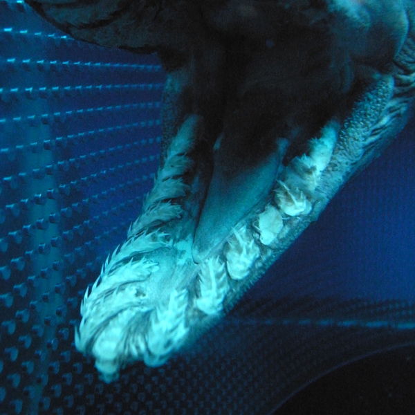 File:Frilled shark jaws.jpg