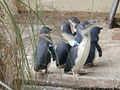 Thumbnail for version as of 20:01, 18 November 2008