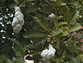Thumbnail for version as of 06:15, 21 May 2009