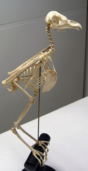 File:Tyto Alba Skeleton.jpg