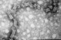 Thumbnail for version as of 23:39, 19 March 2017