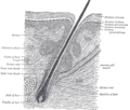 Thumbnail for version as of 01:33, 10 May 2010