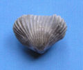 Thumbnail for version as of 19:09, 29 September 2006