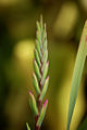 Thumbnail for version as of 20:50, 10 June 2008