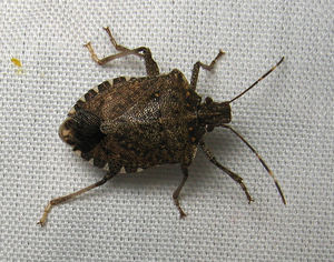 Stink bug - CreationWiki, the encyclopedia of creation science