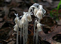 Thumbnail for version as of 02:02, 24 May 2012
