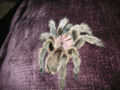 Thumbnail for version as of 23:13, 21 November 2007