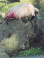 Thumbnail for version as of 17:16, 24 March 2007
