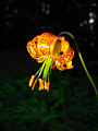 Thumbnail for version as of 19:26, 6 June 2008