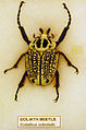 Thumbnail for version as of 05:33, 10 December 2010
