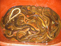 Thumbnail for version as of 22:27, 24 November 2015