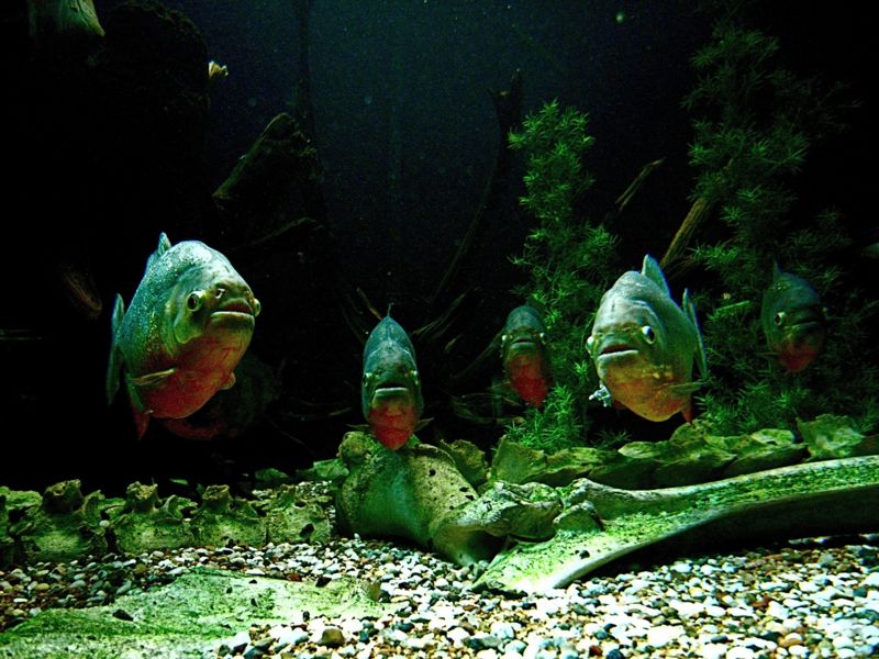 File:Piranha23.jpg