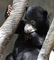 Thumbnail for version as of 02:26, 14 February 2010