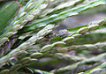 Thumbnail for version as of 02:09, 23 May 2009