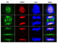 Thumbnail for version as of 10:25, 20 February 2007