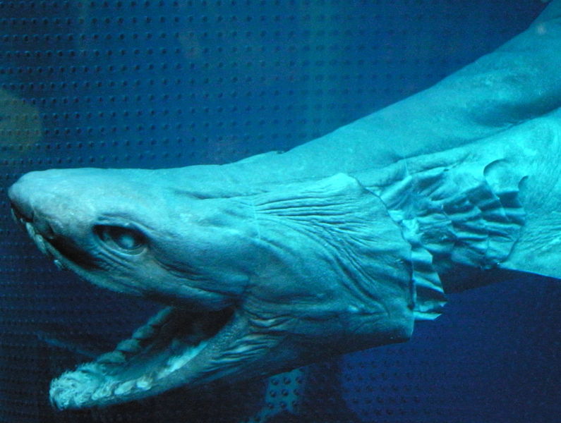File:Frilled shark face.jpg