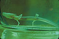 Thumbnail for version as of 04:27, 28 February 2011