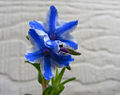 Thumbnail for version as of 22:28, 14 May 2008