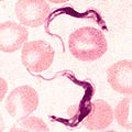 Thumbnail for version as of 05:46, 5 March 2009