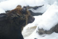 Thumbnail for version as of 05:08, 24 December 2006