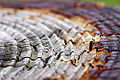 Thumbnail for version as of 02:07, 2 December 2010