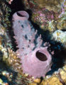 Thumbnail for version as of 03:32, 14 November 2007