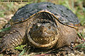 Thumbnail for version as of 01:27, 21 February 2013