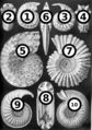 Thumbnail for version as of 21:56, 30 September 2006