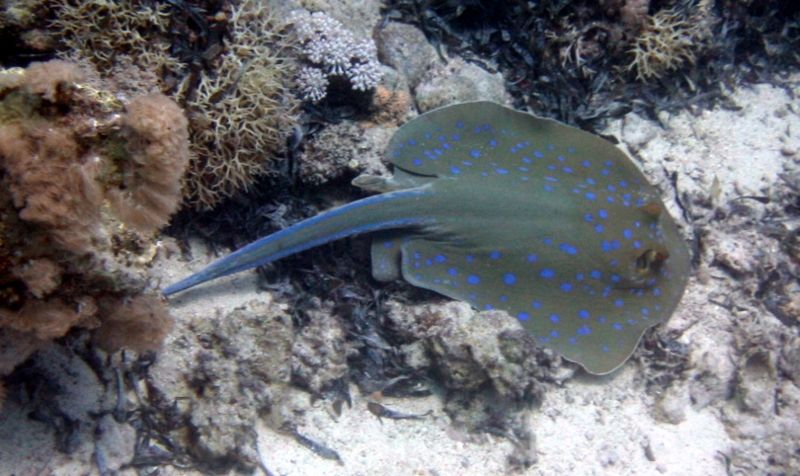 File:Blue spotted manta ray.jpg