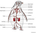 Thumbnail for version as of 03:53, 9 January 2015