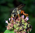 Thumbnail for version as of 13:23, 7 May 2007