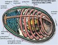 Thumbnail for version as of 03:11, 16 May 2016