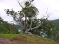 Thumbnail for version as of 19:57, 3 May 2007
