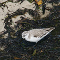 Thumbnail for version as of 23:41, 19 March 2013