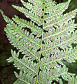 Thumbnail for version as of 04:05, 26 May 2009