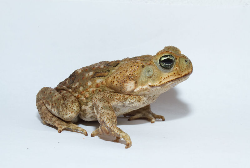 File:Bufo marinus123.jpg