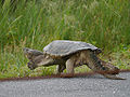Thumbnail for version as of 07:06, 13 February 2013