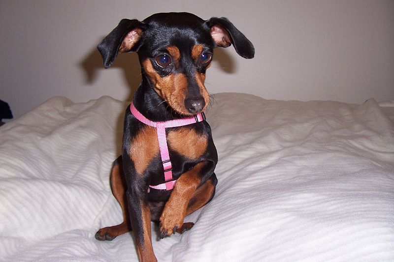File:Miniature pinscher.jpg