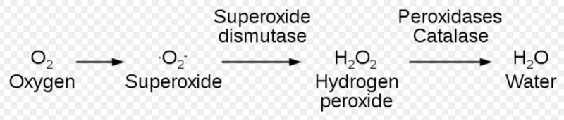 File:Antioxidant pathway.png