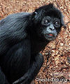 Thumbnail for version as of 04:54, 26 February 2010