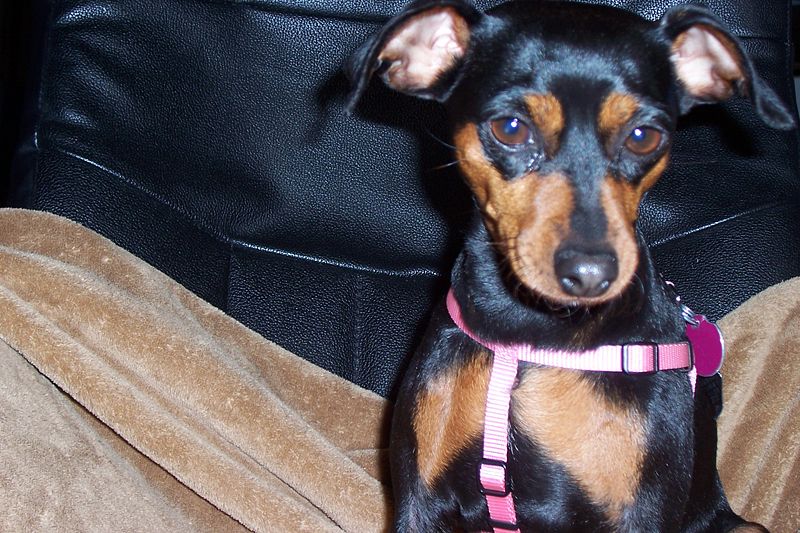 File:Miniature pinscher cute.jpg