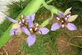 Thumbnail for version as of 00:53, 19 May 2010
