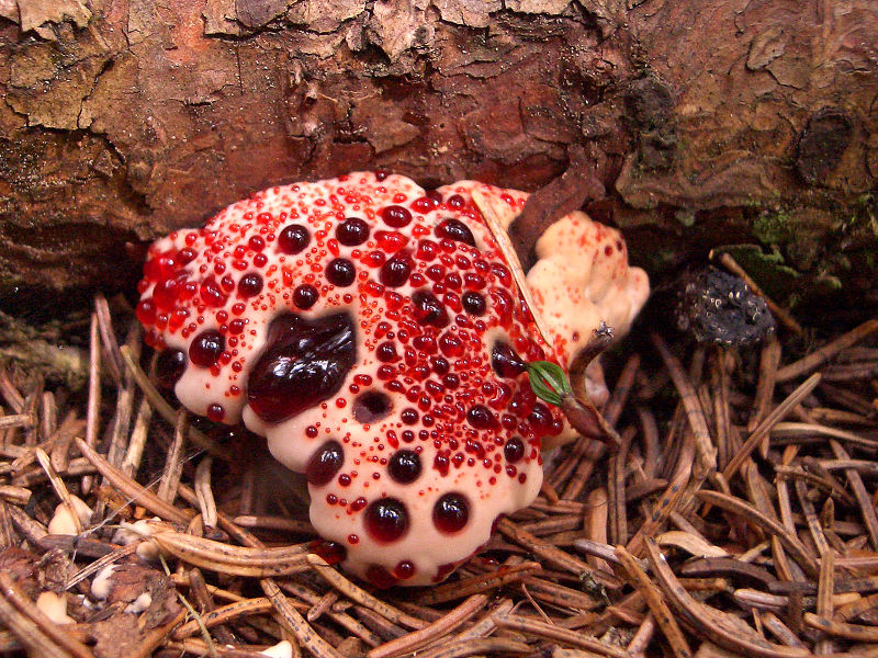 File:Hydnellum peckii2.jpg