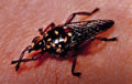 Thumbnail for version as of 07:19, 8 May 2007